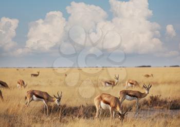 sprinboks in african prairie, Namibia