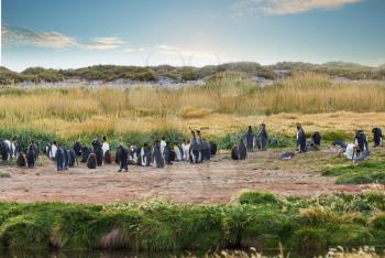 Colony of King penguins (Aptenodytes patagonicus) on the western coast of Tierra el Fuego in Chile, South America