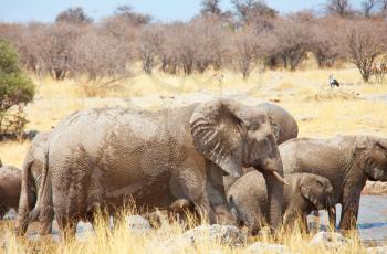 African Elephant, Loxodonta africana, in the savannah, Namibia, Africa