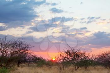 Sunset in savannah of Africa with acacia trees, Safari in Namibia