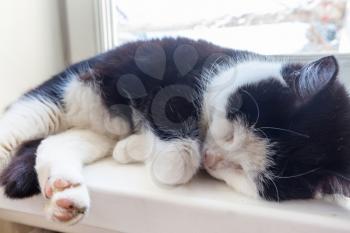 Sleeping cat on winter window