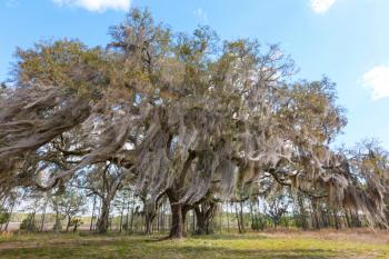 Unusual Big tree in Florida