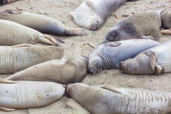 Pretty relaxing elephant seals on the beach, California, USA