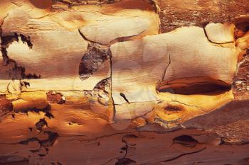 Brown wood texture background, araucaria cortex