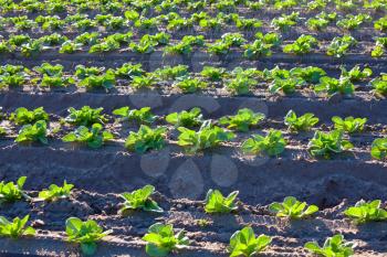 irrigation of vegetables. Green cabbage field