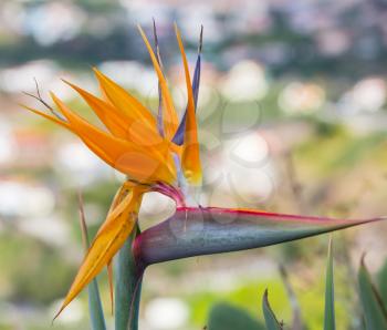 Strelitzia or Bird of Paradise flower