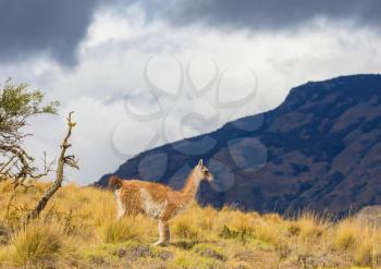 Wild Guanaco (Lama Guanicoe) in Patagonia prairie, Chile, South America