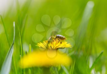 The bee on the flower in summer garden