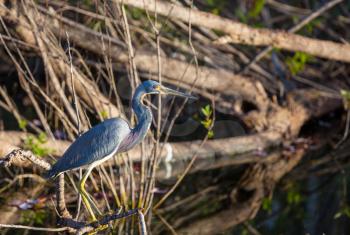 Grey Heron (Ardea cinerea), Everglades National Park, Florida