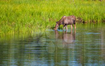 Moose in the lake.  Wildlife nature in USA.