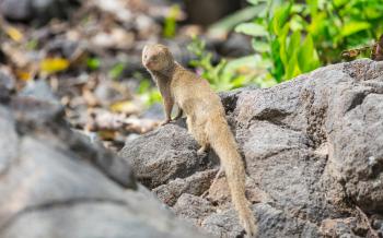 Wild Javan mongoose (herpestes javaicus) among stones on the Big Island of Hawaii, USA