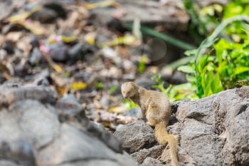 Wild Javan mongoose (herpestes javaicus) among stones on the Big Island of Hawaii, USA