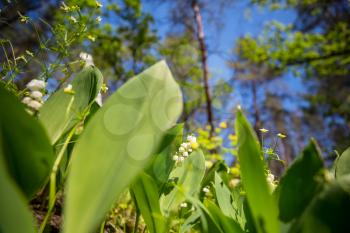 Spring season theme. Lilly of the valley in the forest