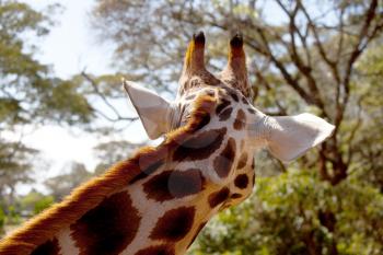 Wild giraffe in the african bush, Namibia