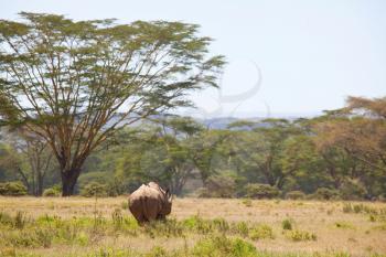rhino in african savannah, Namibia