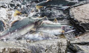 Wild salmon spawning in Alaska in summer