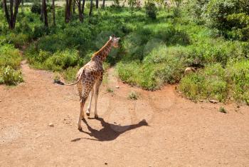 Wild giraffe in the african bush, Namibia