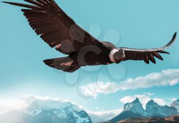 Condor in Patagonia mountains, Chile.
