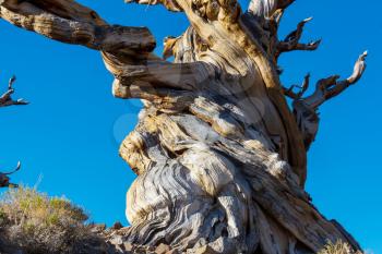 Ancient Bristlecone Pine Tree showing the twisted and gnarled features.California,USA.