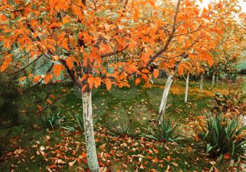 Orange garden in autumn season