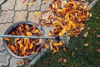 Pile of fall leaves with  rake on lawn. Falling season background.