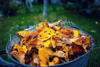 Pile of fall leaves with  rake on lawn. Falling season background.