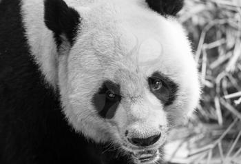 Black white photo of giant panda