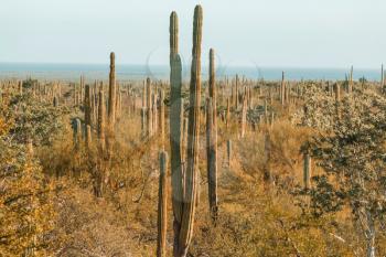 Cactus fields in Mexico, Baja California