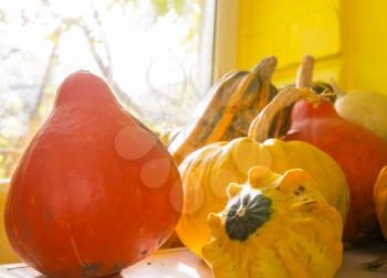 Colorful pumpkins in autumn season.