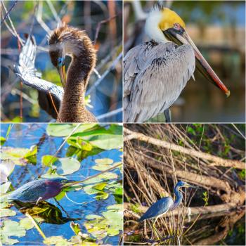 collection of birds and animals in the Everglades National Park, Florida, USA