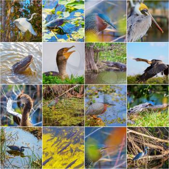 collection of birds and animals in the Everglades National Park, Florida, USA