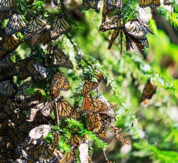 Monarch Butterfly colony in Mexico