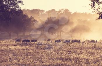 Sheeps in morning meadow