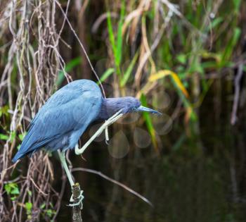  Blue Heron,  Florida, USA