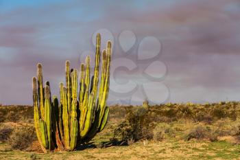 Cactus fields in Mexico,Baja California