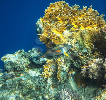 Coral fish in  Red Sea,Egypt