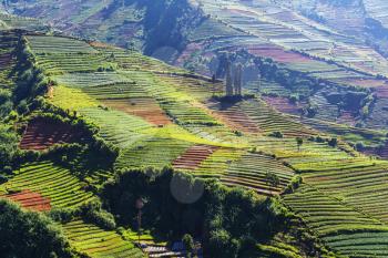 Fields in Dieng Plateo,Indonesia,Java