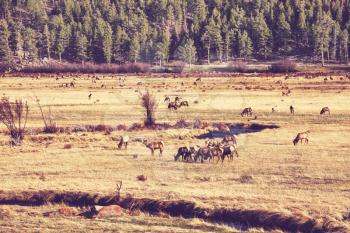 deers on meadow