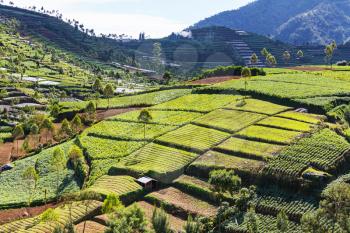 green fields in Indonesia