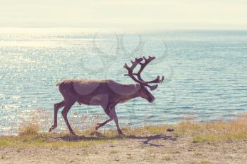 reindeer in Norway