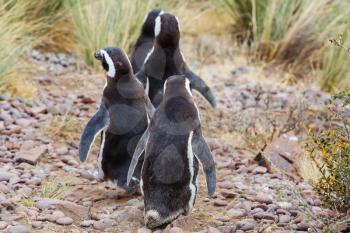 Magellanic Penguin (Spheniscus magellanicus) in Patagonia