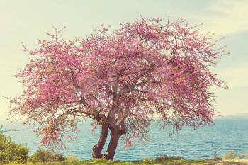 Redbud tree pink flowers, spring background