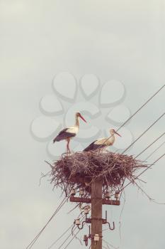  stork family