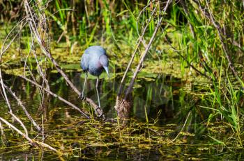 Blue heron in Everglades NP,Florida