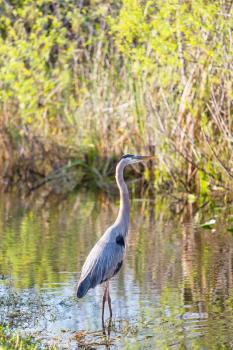 great blue heron posing in florida wetland