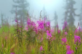 Summer flowers on the foggy meadow