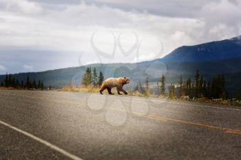 Grizzly bear walking across a  highway, Canada