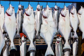 Fresh caught fish in Seward, Alaska, USA