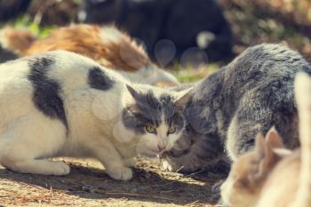Cats in Cyprus