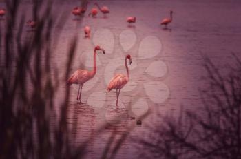 Mexican flamingos wade in lagoon